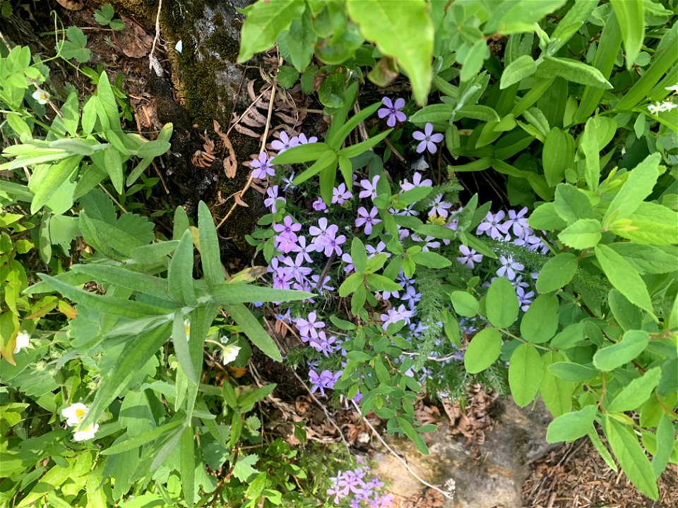 Green Mountain Trail, Mt. Baker-Snoqualmie National Forest. Photo By Sydney Corral June 28, 2021