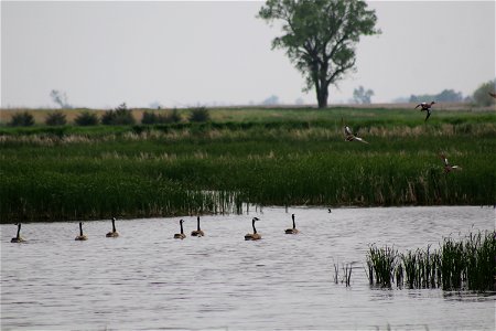 Canada Geese Blue-Winged Teal Lake Andes Wetland Management District South Dakota photo