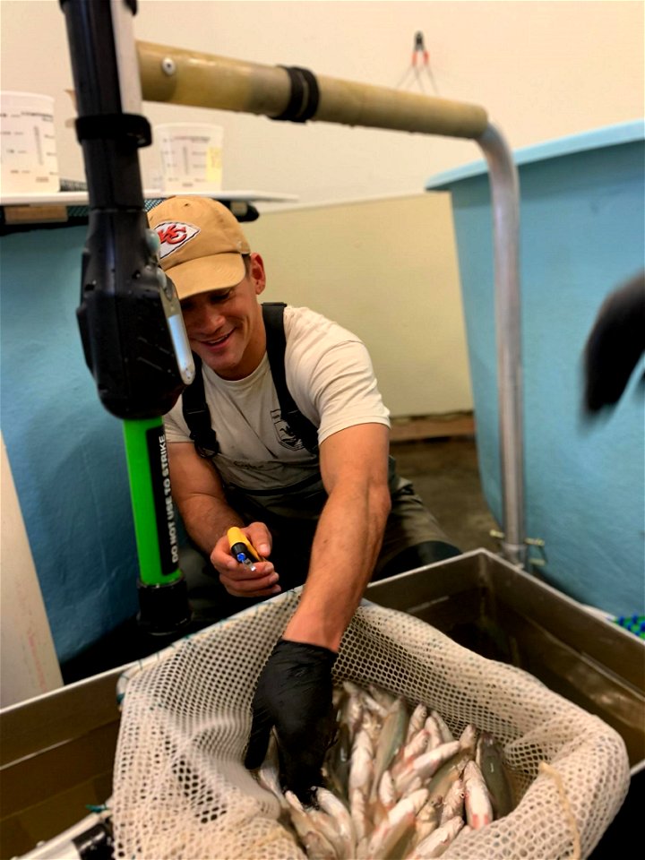 Tagging Bonytail Chub