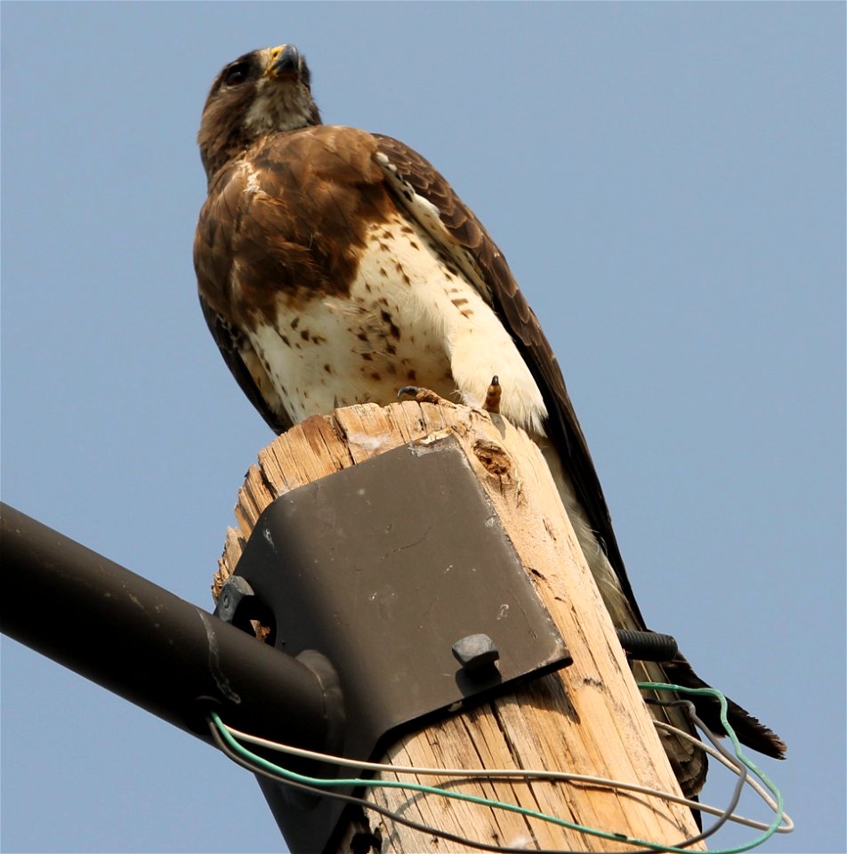 Swainson's Hawk