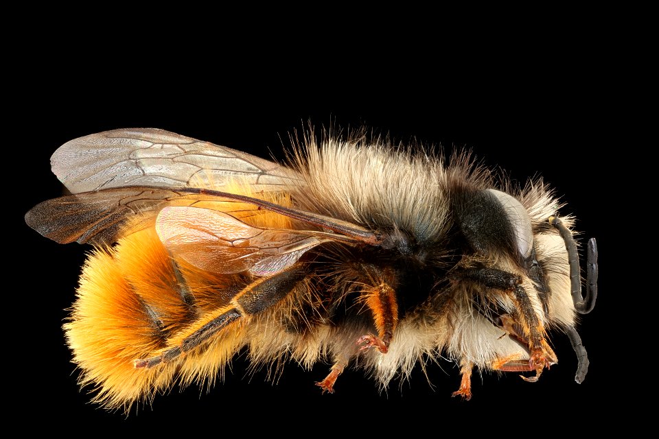Osmia curnuta, m, right, G. v. d. Zanden, Netherlands_2022-03-29-16 copy