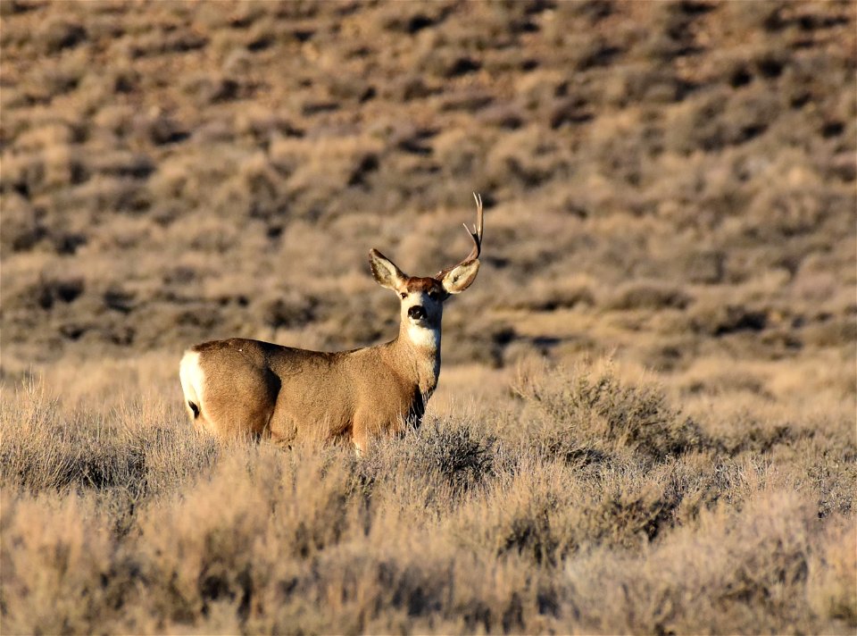 Mule deer at Seedskadee National Wildlife Refuge