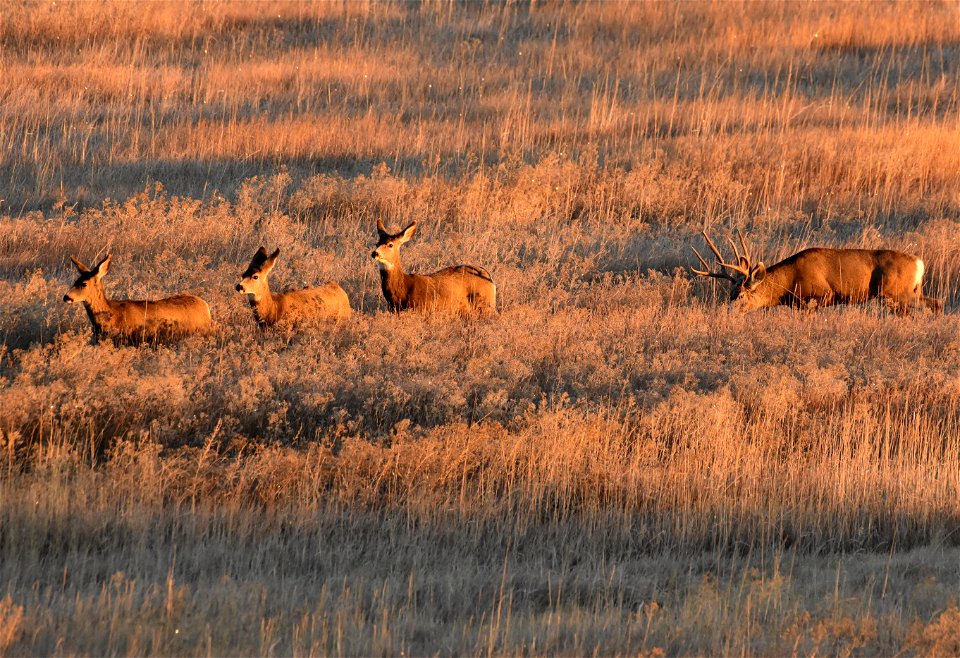 Mule deer at Seedskadee National Wildlife Refuge