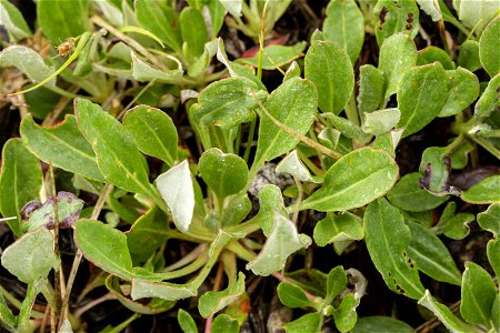 Eriogonum umbellatum var. majus