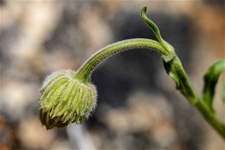 Erigeron caespitosus