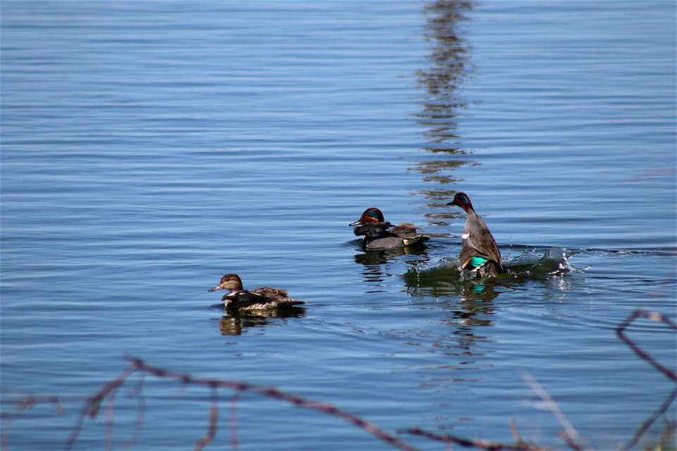 Green-Winged Teal Lake Andes Wetland Management District South Dakota