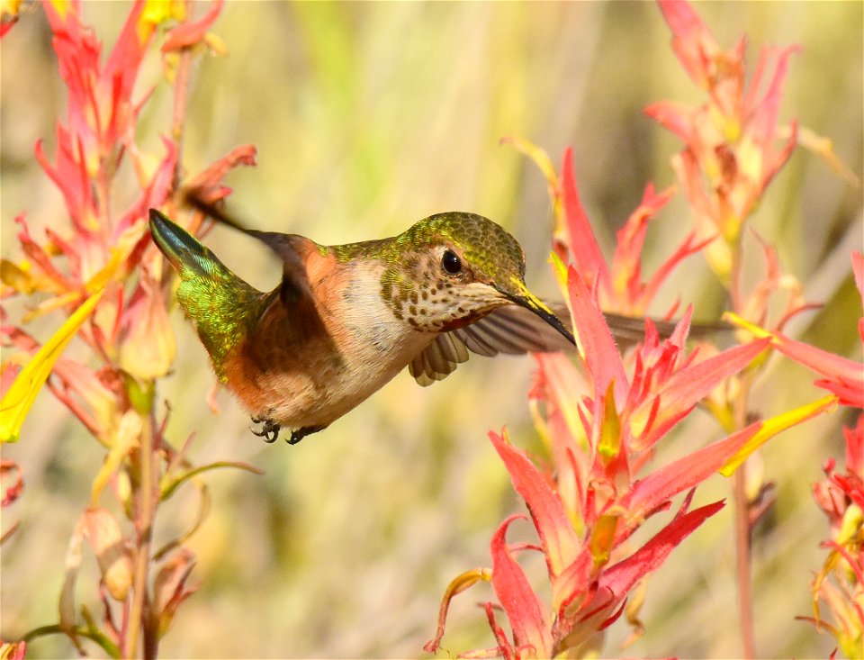 Rufous hummingbird at Seedskadee National Wildlife Refuge