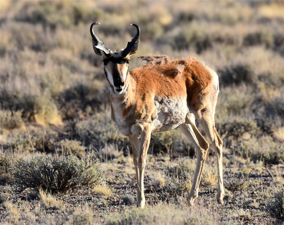 Pronghorn at Seedskadee National Wildlife Refuge