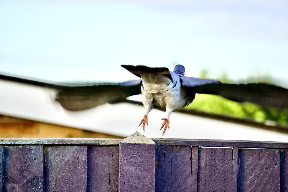 Wood Pigeon Take Off!