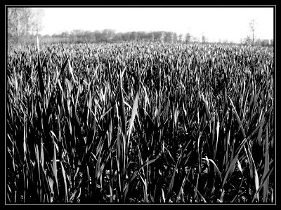 the wheat field