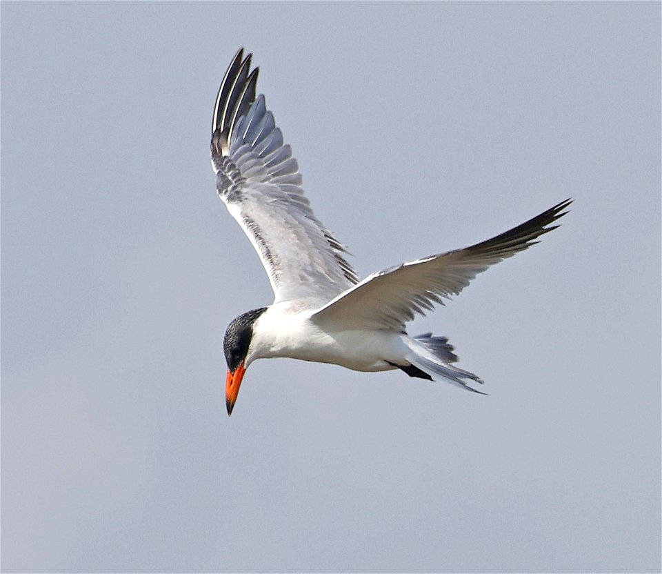 382 - CASPIAN TERN (02-21-2023) birding center, south padre island, cameron co, tx -03
