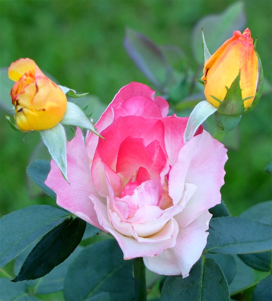 manastirea_Neamtz2015_0808_172856