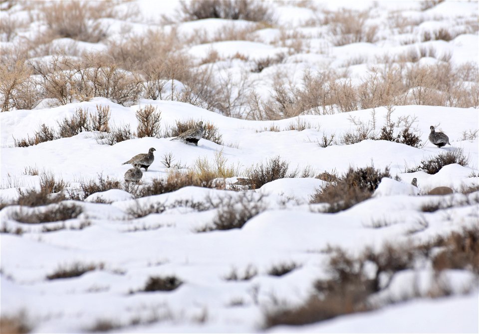 Greater sage-grouse on Seedskadee National Wildlife Refuge