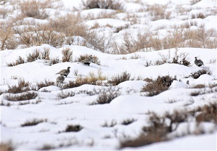 Greater sage-grouse on Seedskadee National Wildlife Refuge