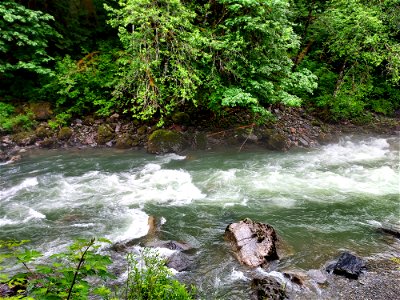 Stillaguamish River near Verlot, Mt. Baker-Snoqualmie National Forest. Photo by Anne Vassar June 14, 2021.