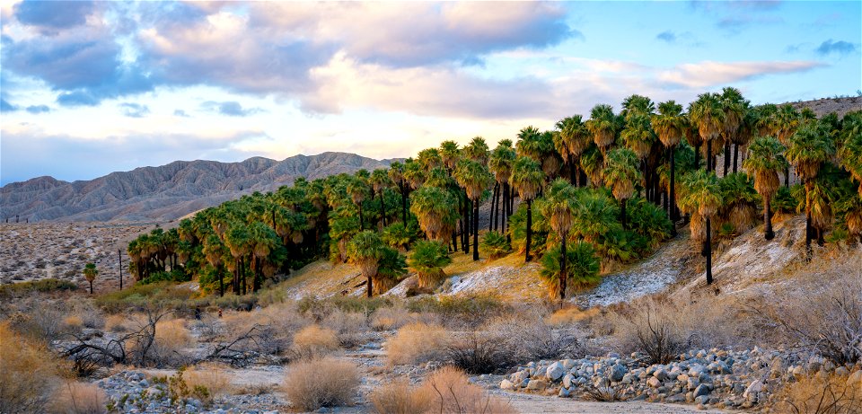 Coachella Valley Preserve photo