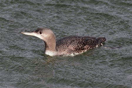 090 - RED-THROATED LOON (10-23-2021) crescent city harbor, del norte co, ca -01