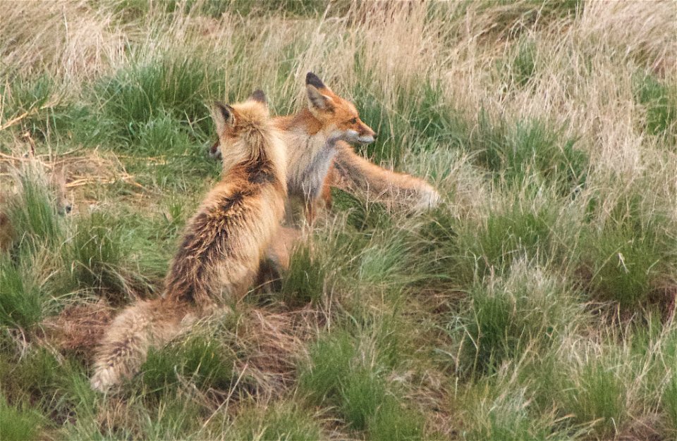 Fox Parent Conference