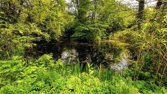 The Pond. Hermitage Lane Maidstone. The home to “Hermit The Frog!” photo