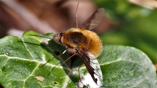 Der erste Bombylius major (Großer Wollschweber) 2023