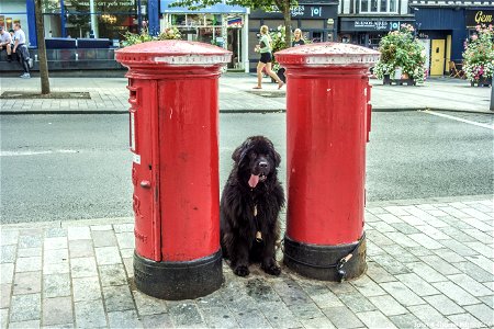 Guard Dog