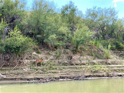 Deer Fawn by the Green River