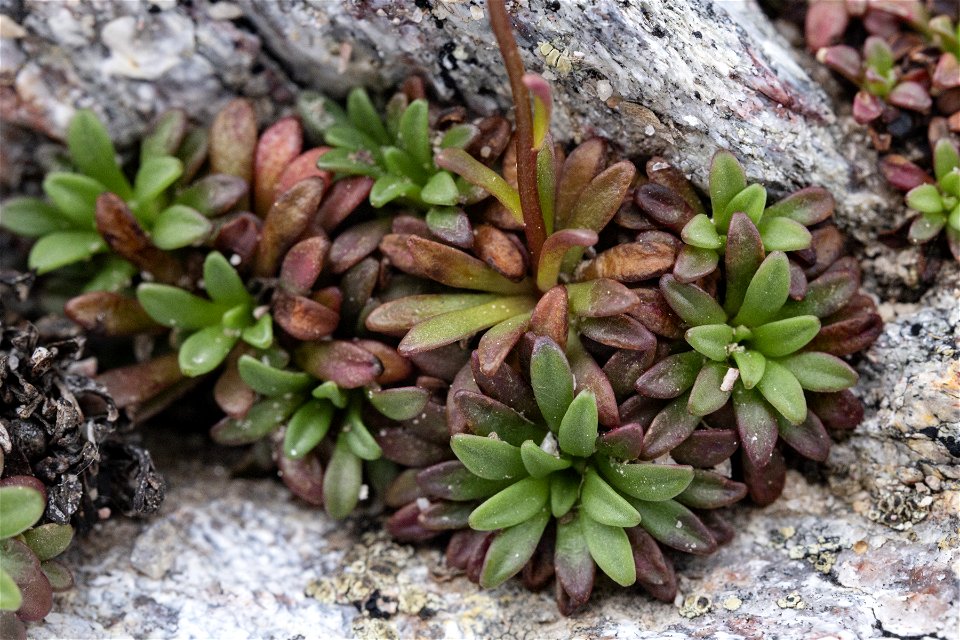 Saxifraga chrysantha