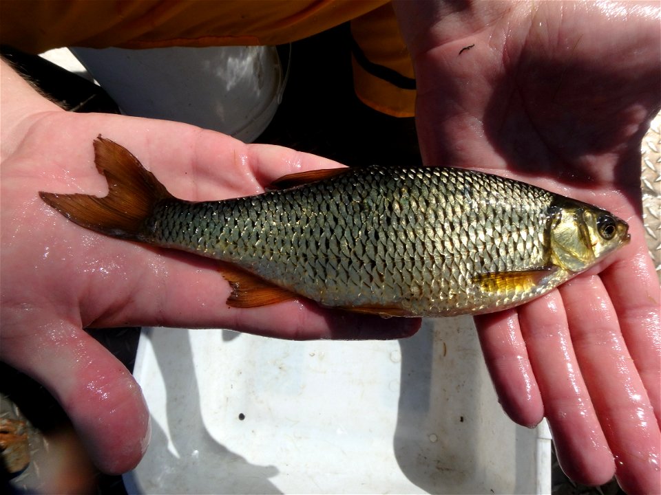 Golden shiner photo