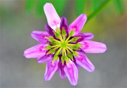Crown vetch is a beautiful but invasive flower.