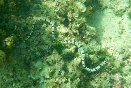 Myrichthys colubrinus 5