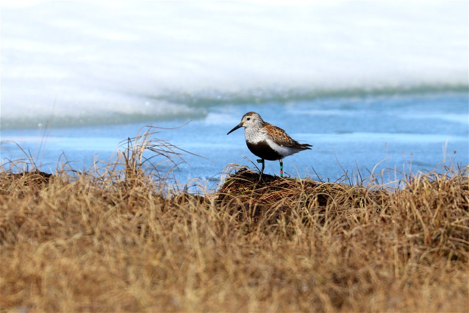 Dunlin with bands and pinpoint tag