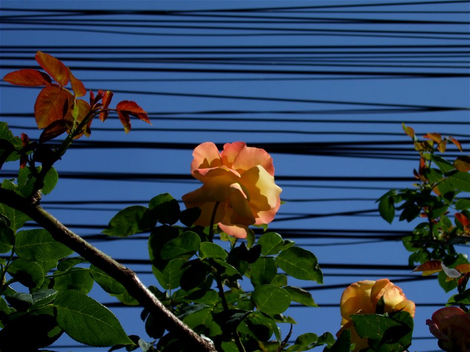 tradAliulia2009_0613_103641
