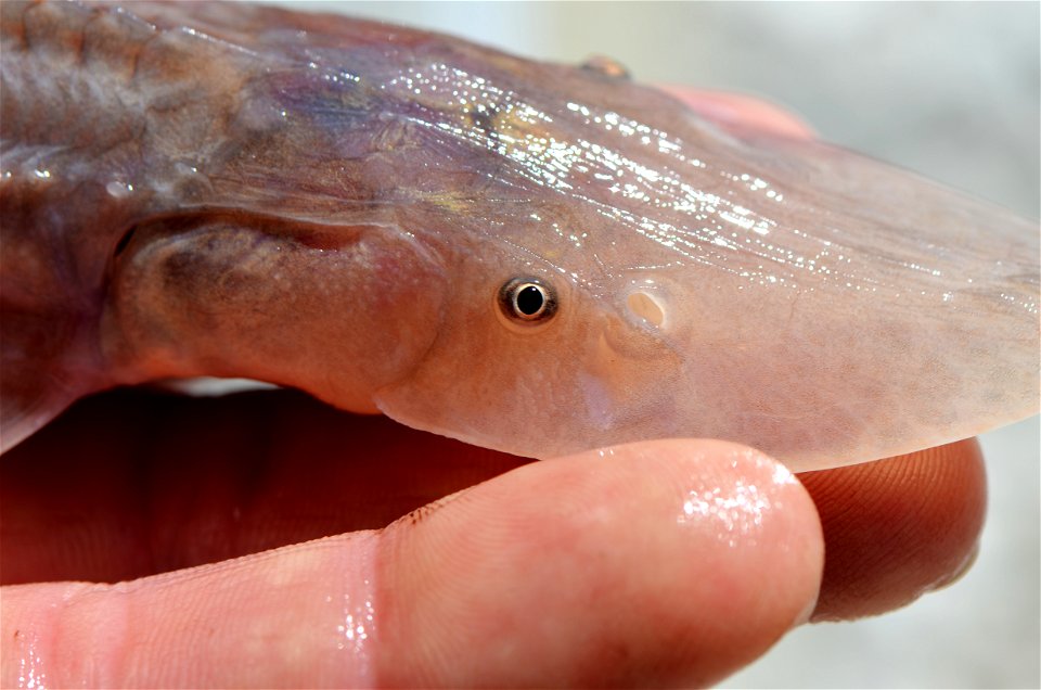 Juvenile Pallid Sturgeon Eye