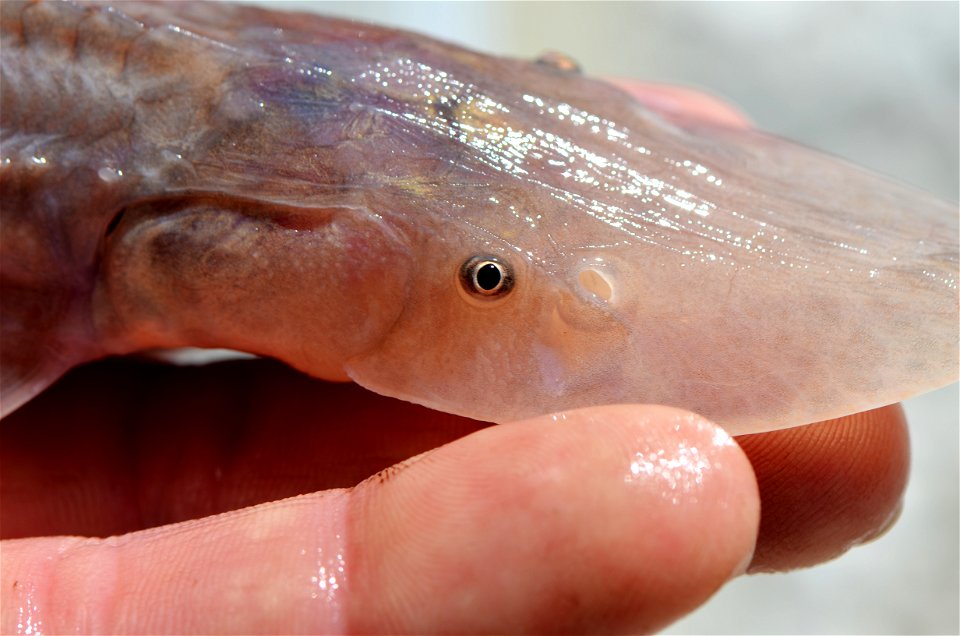 Juvenile Pallid Sturgeon Eye photo