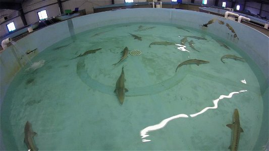 Spawning Pallid Sturgeon at Gavins Point National Fish Hatchery photo