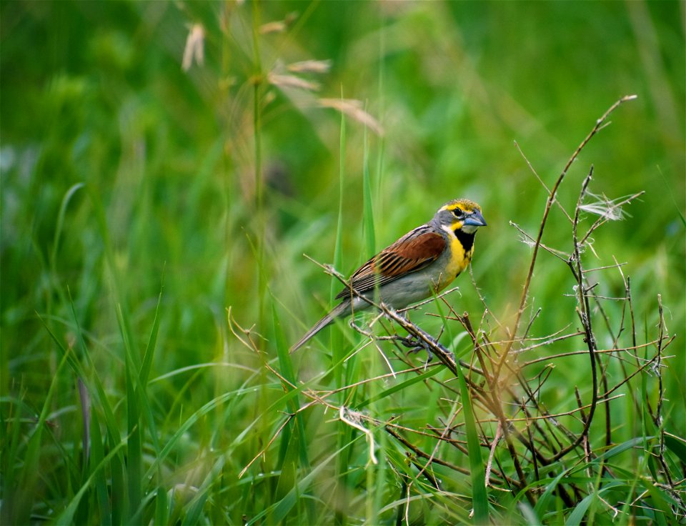 Dickcissel on Trout WPA on Lake Andes Wetland Management District South Dakota