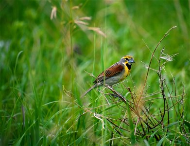 Dickcissel on Trout WPA on Lake Andes Wetland Management District South Dakota photo