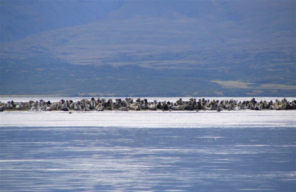 Harbor Seals in Izembek