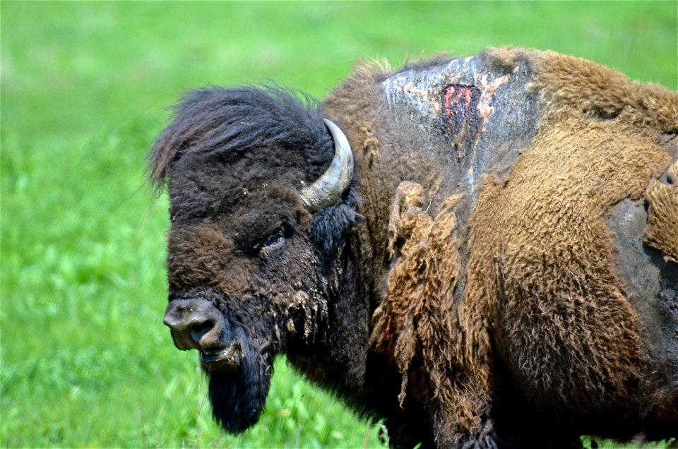 Sparky the bison at Neal Smith National Wildlife Refuge