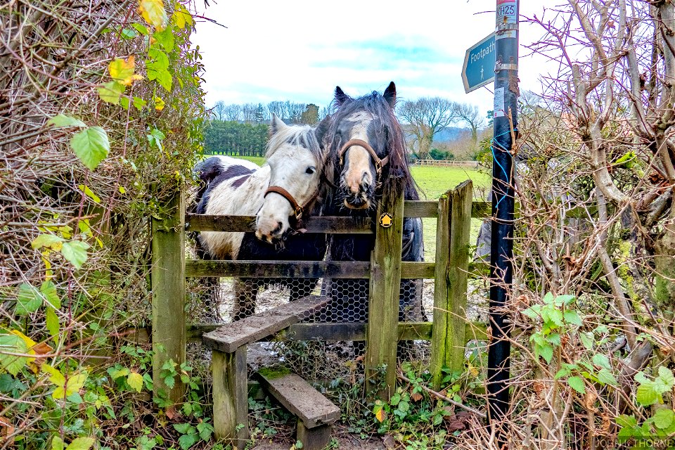 PUBLIC FOOTPATH admission 2 Sugar lumps, 2 carrots and a hug.