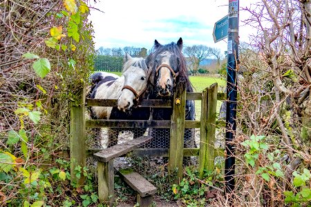 PUBLIC FOOTPATH admission 2 Sugar lumps, 2 carrots and a hug.
