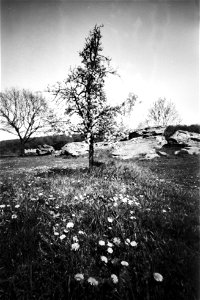Tree at Megalithic Grave - Pinhole photo
