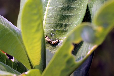 Monarch Caterpillar on Common Milkweed