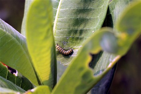 Monarch Caterpillar on Common Milkweed photo