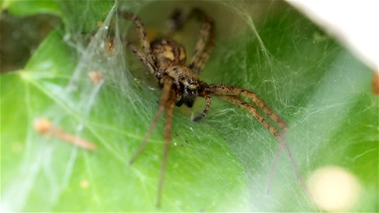 Tegenaria ferruginea