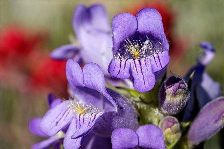 Penstemon eriantherus var. eriantherus