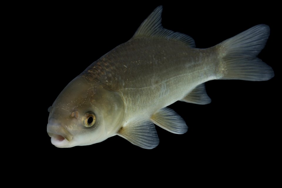 Bigmouth Buffalo (Ictiobus cyprinellus) juvenile