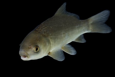 Bigmouth Buffalo (Ictiobus cyprinellus) juvenile
