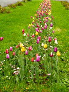 Herestrau Park in spring (54)