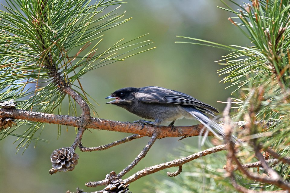 Juvenile Canada jay